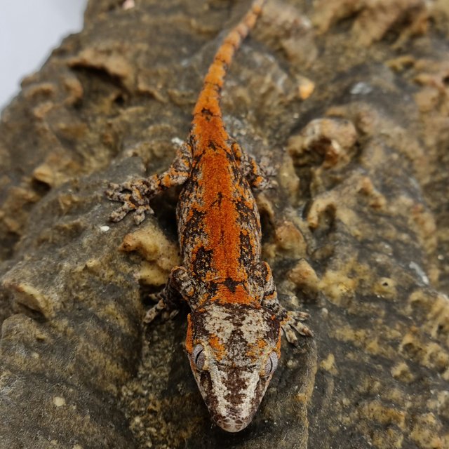 Red Reticulated Blotched Skeleton