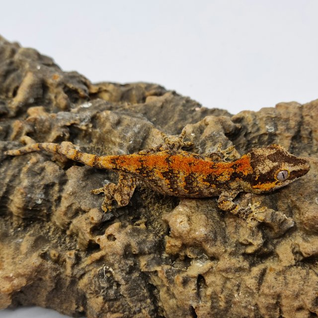 Red Reticulated Blotched Skeleton
