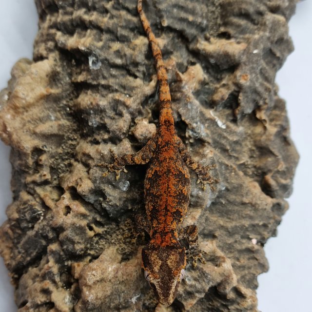 Red Reticulated Blotched Skeleton