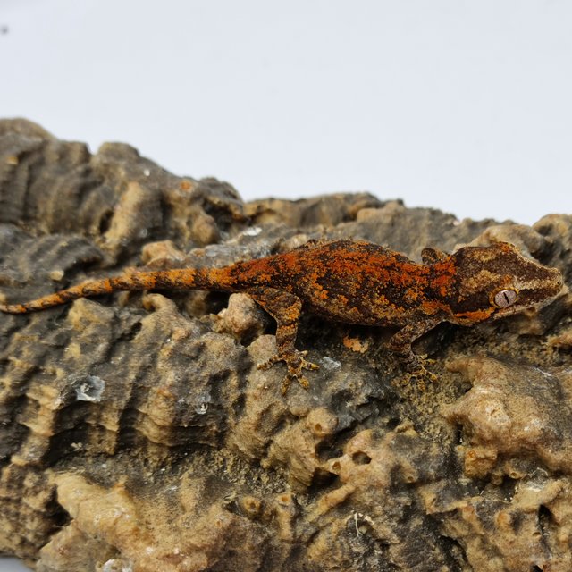 Red Reticulated Blotched Skeleton