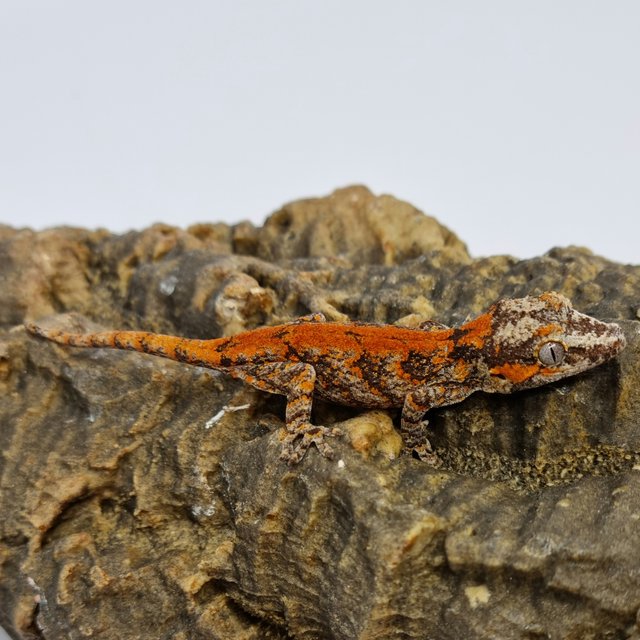 Red Reticulated Blotched Skeleton