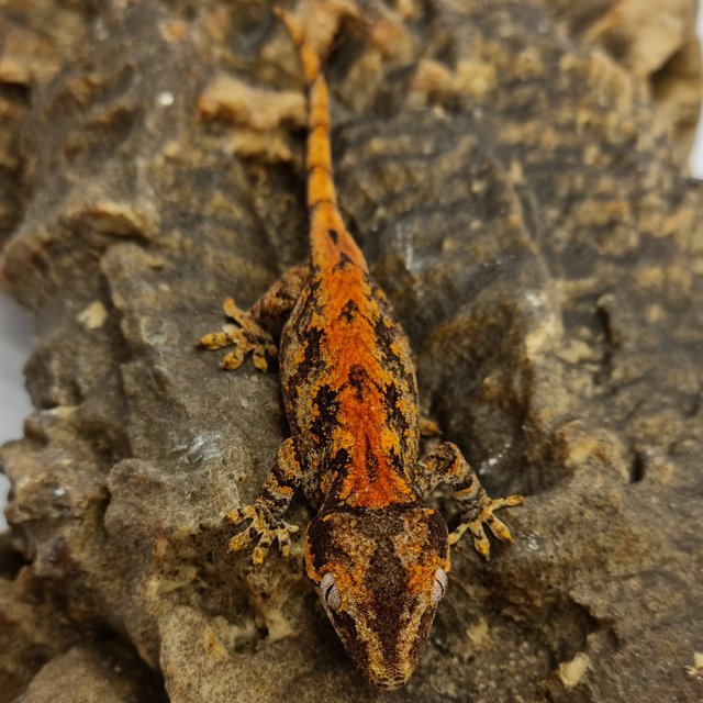 Red Reticulated Blotched Skeleton
