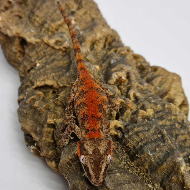 Red Reticulated Blotched Skeleton