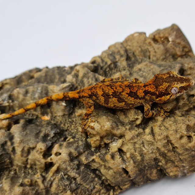 레드 레티큘 블로치드 스켈레톤