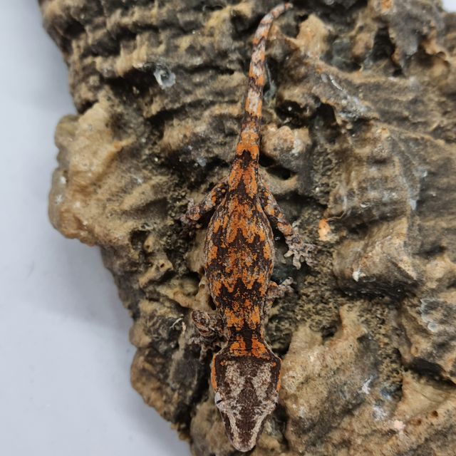 Blotched Skeleton Red