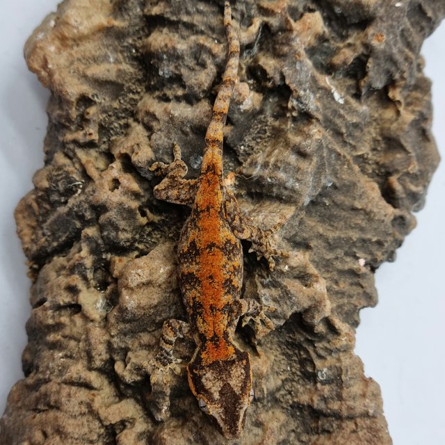 Red Reticulated Blotched Skeleton