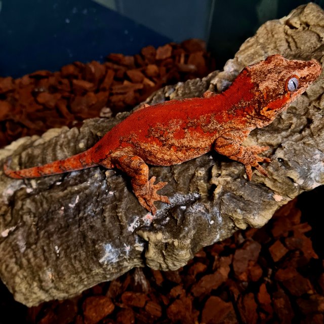 레드 블로치드 스켈레톤