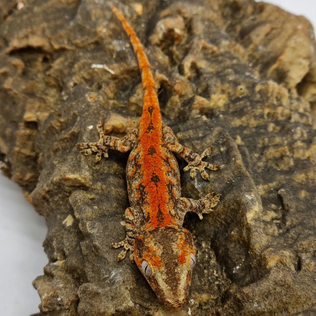 Red Reticulated Blotched Skeleton