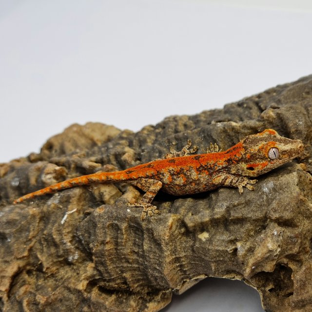 Red Reticulated Blotched Skeleton