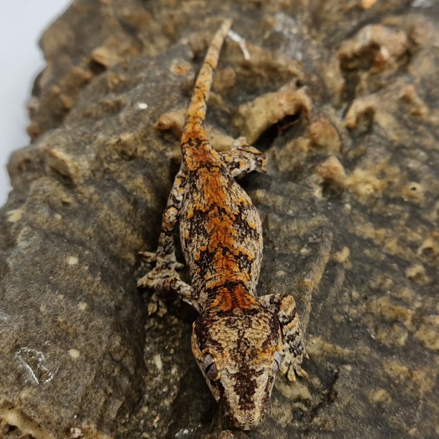 Red Reticulated Blotched Skeleton