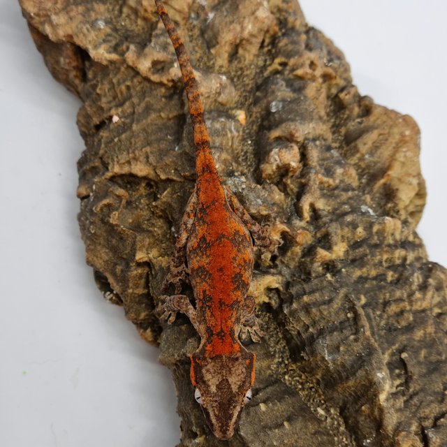 Red Reticulated Blotched Skeleton