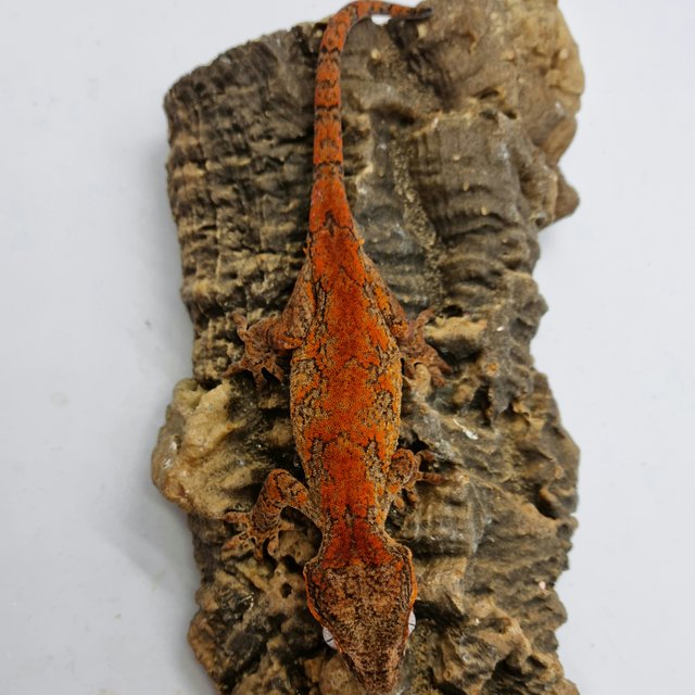 Red Reticulated Blotched Skeleton