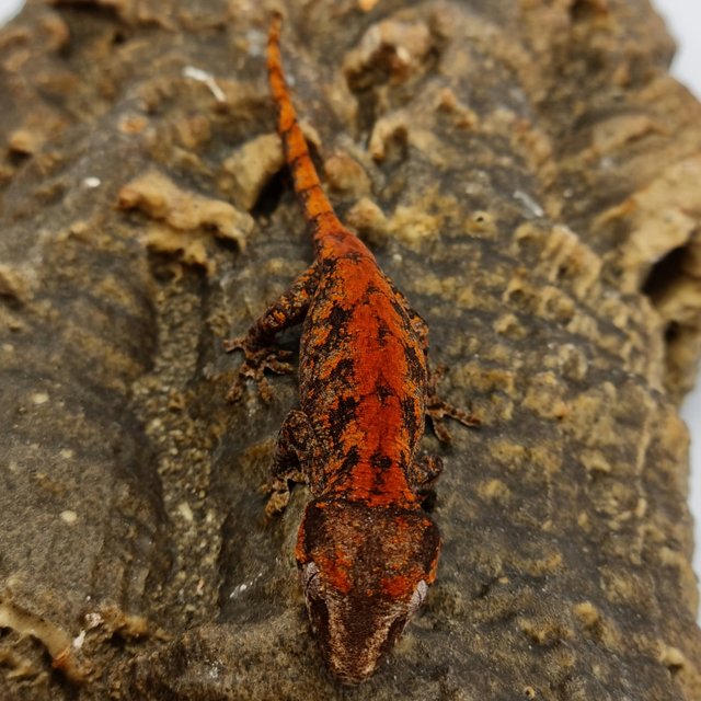Red Reticulated Blotched Skeleton