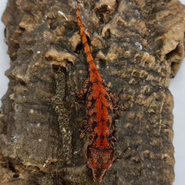 Red Reticulated Blotched Skeleton