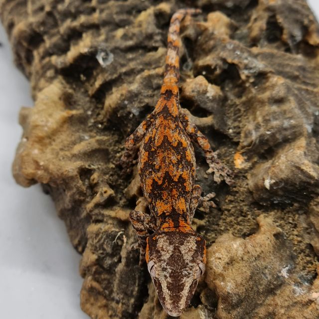 Blotched Skeleton Red