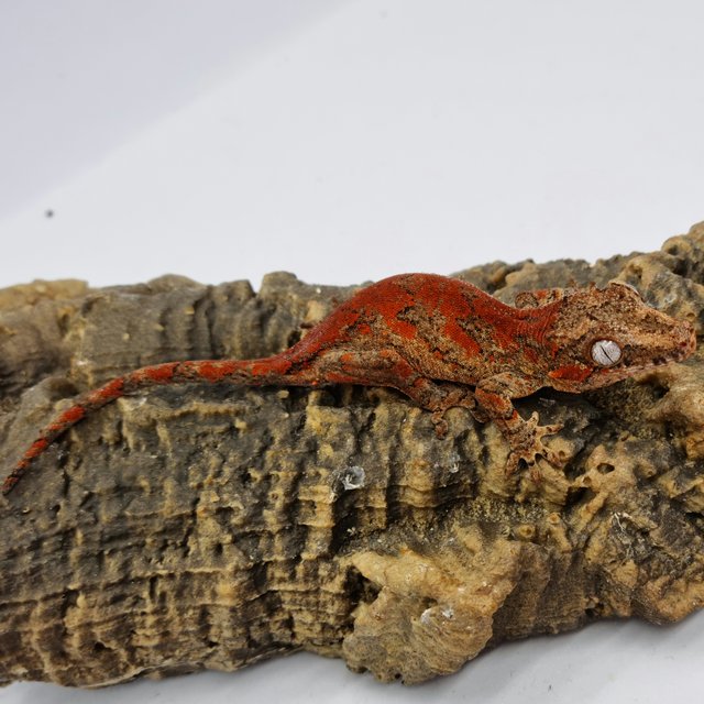 Red Reticulated Blotched Skeleton