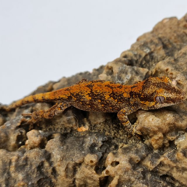 레드 레티큘 블로치드 스켈레톤