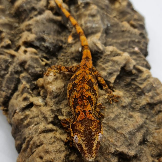 레드 레티큘 블로치드 스켈레톤