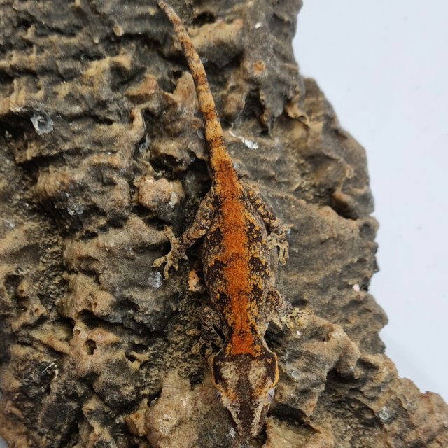 Red Reticulated Blotched Skeleton