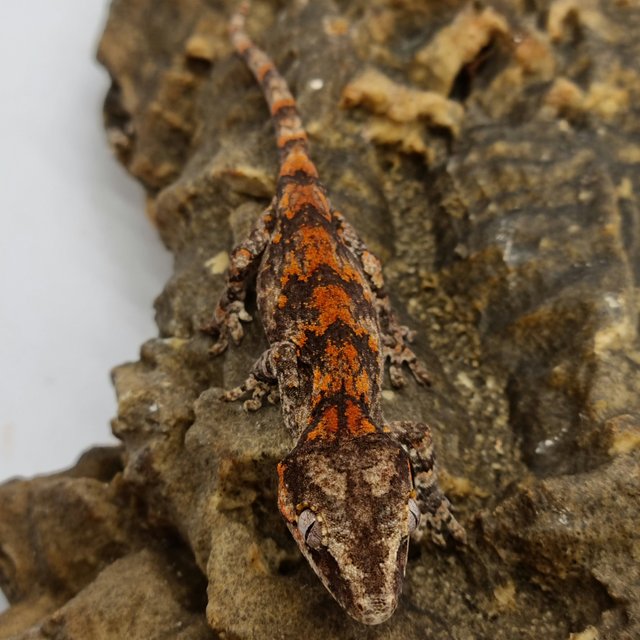 Red Reticulated Blotched Skeleton