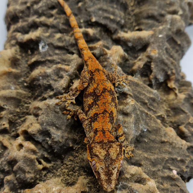 레드 레티큘 블로치드 스켈레톤