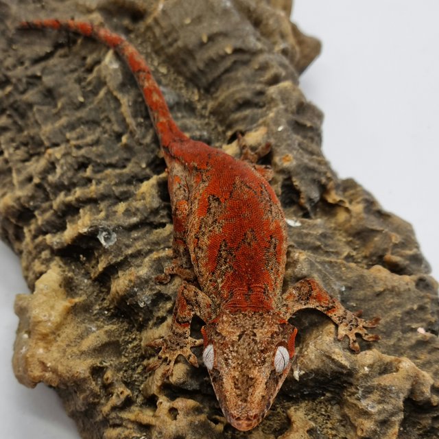 Red Reticulated Blotched Skeleton