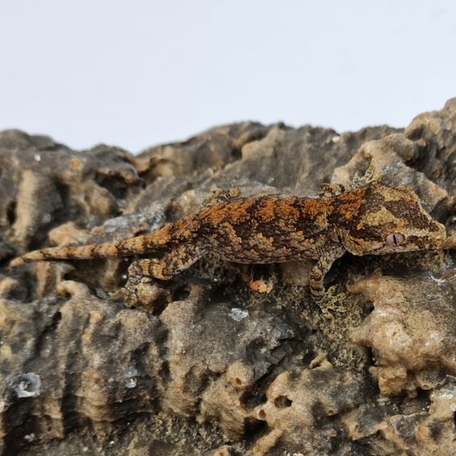 레드 레티큘 블로치드 스켈레톤