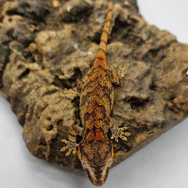 레드 블로치드 스켈레톤