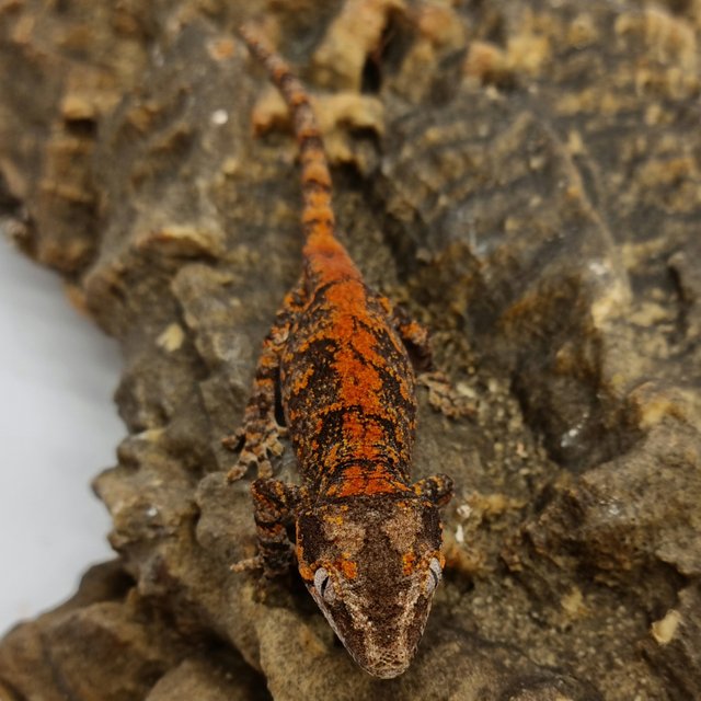 Red Reticulated Blotched Skeleton