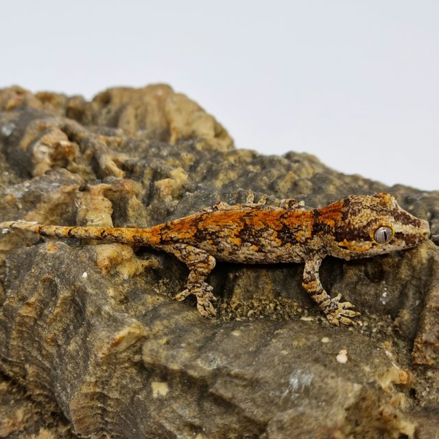 Red Reticulated Blotched Skeleton