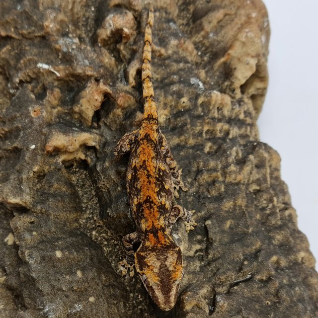 Red Reticulated Blotched Skeleton