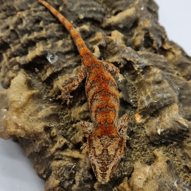 Blotched Skeleton Reticulated Red