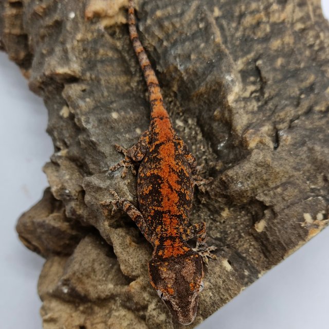 Red Reticulated Blotched Skeleton