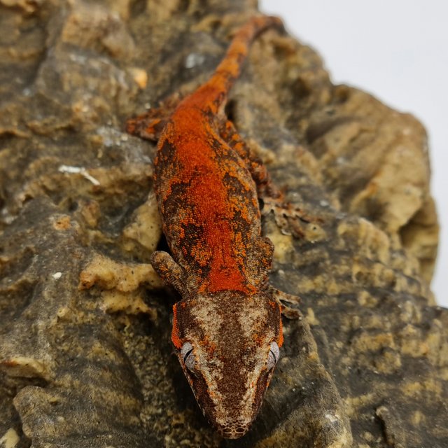 Red Reticulated Blotched Skeleton