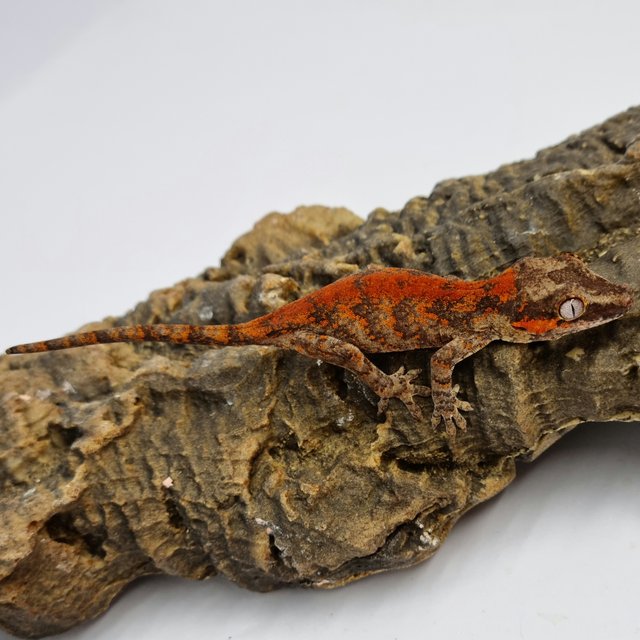 Red Reticulated Blotched Skeleton