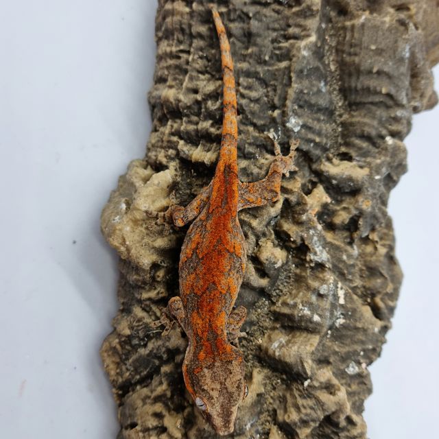 Skeleton Blotched Red