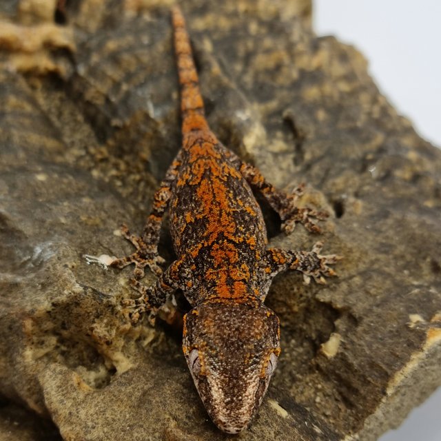 Red Reticulated Blotched Skeleton
