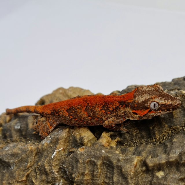 Red Reticulated Blotched Skeleton