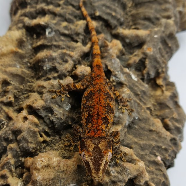 Red Reticulated Blotched Skeleton