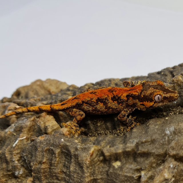 Red Reticulated Blotched Skeleton