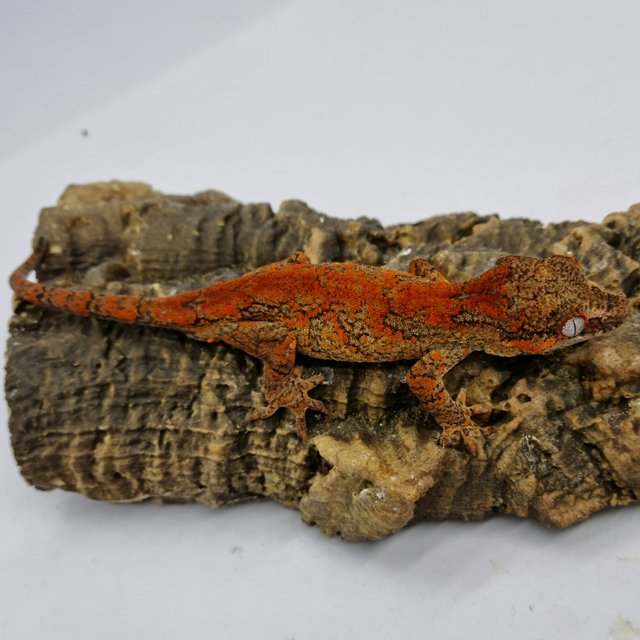 Red Reticulated Blotched Skeleton