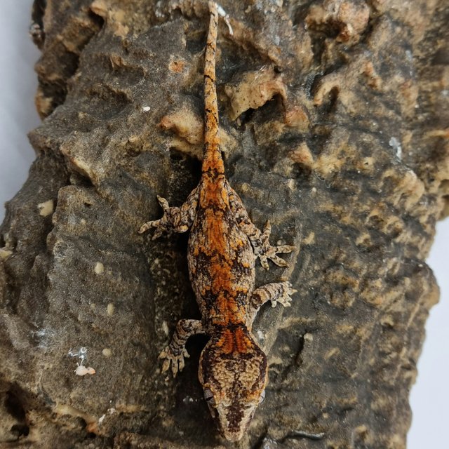 Red Reticulated Blotched Skeleton