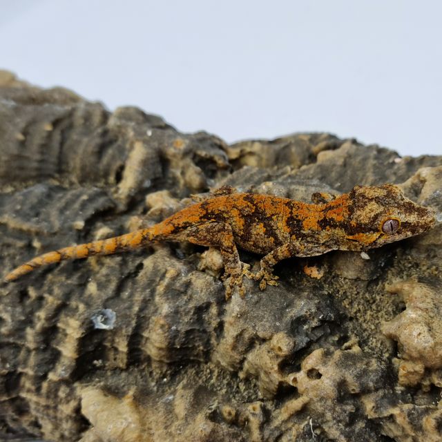 레드 레티큘 블로치드 스켈레톤