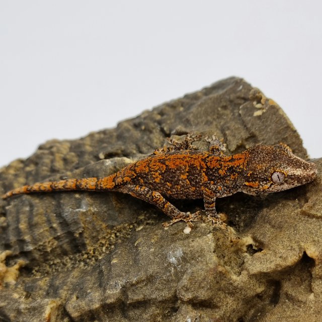 Red Reticulated Blotched Skeleton