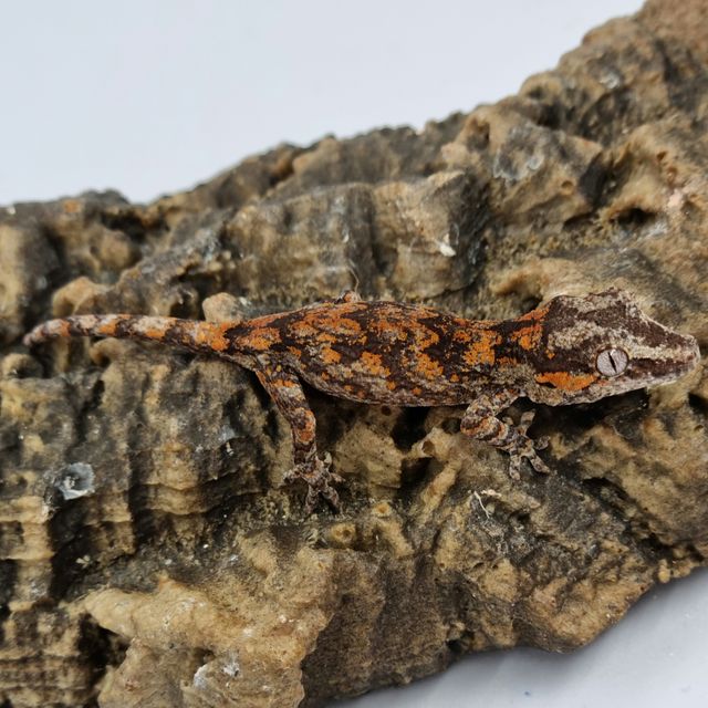 Blotched Skeleton Red