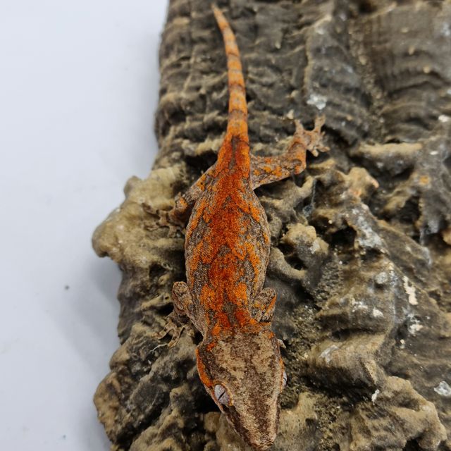 Skeleton Blotched Red