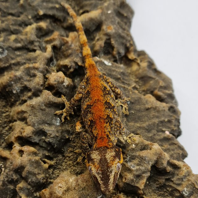 Red Reticulated Blotched Skeleton
