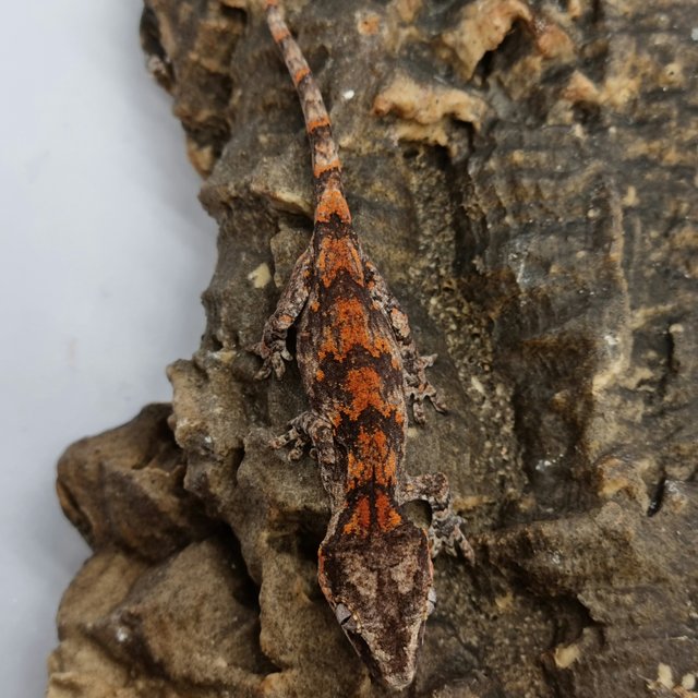 Red Reticulated Blotched Skeleton