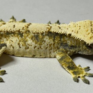 노멀 트라이 드리피