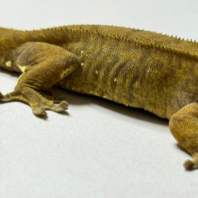 바이 화이트포트홀 레드